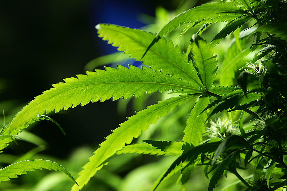 Southern Maine City to Ban Marijuana Temporarily