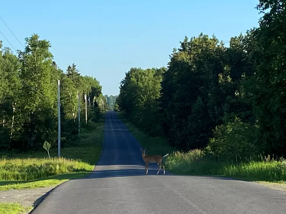 Deer On Walks Is Another Reason To Love Life In Aroostook County