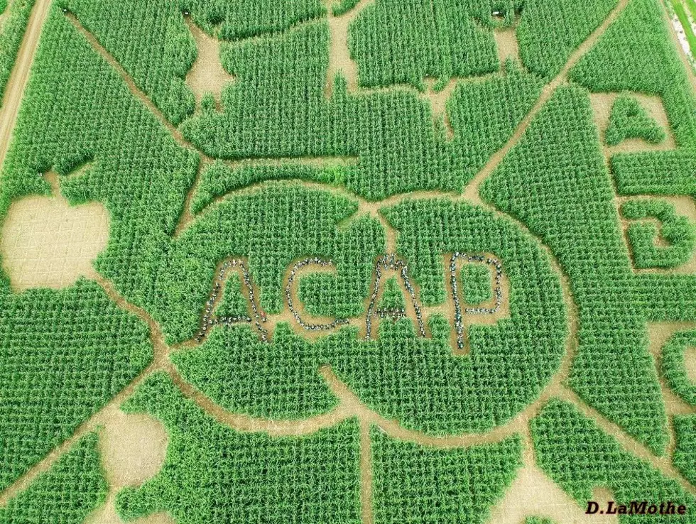 The 2022 Goughan’s Corn Maze in Caribou Celebrates ACAP’s 50th