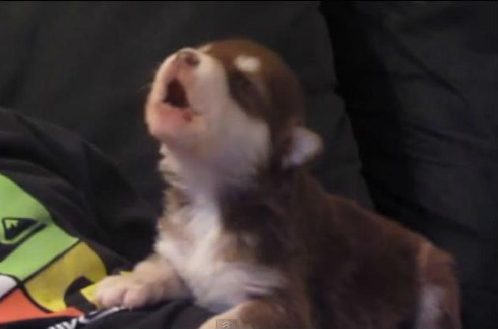 Adorable Puppy Howl [VIDEO]