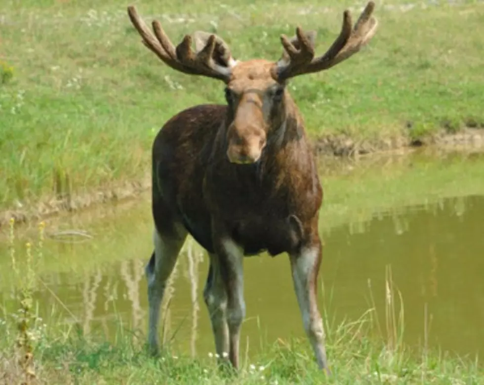 2014 New Brunswick Moose Hunting Season