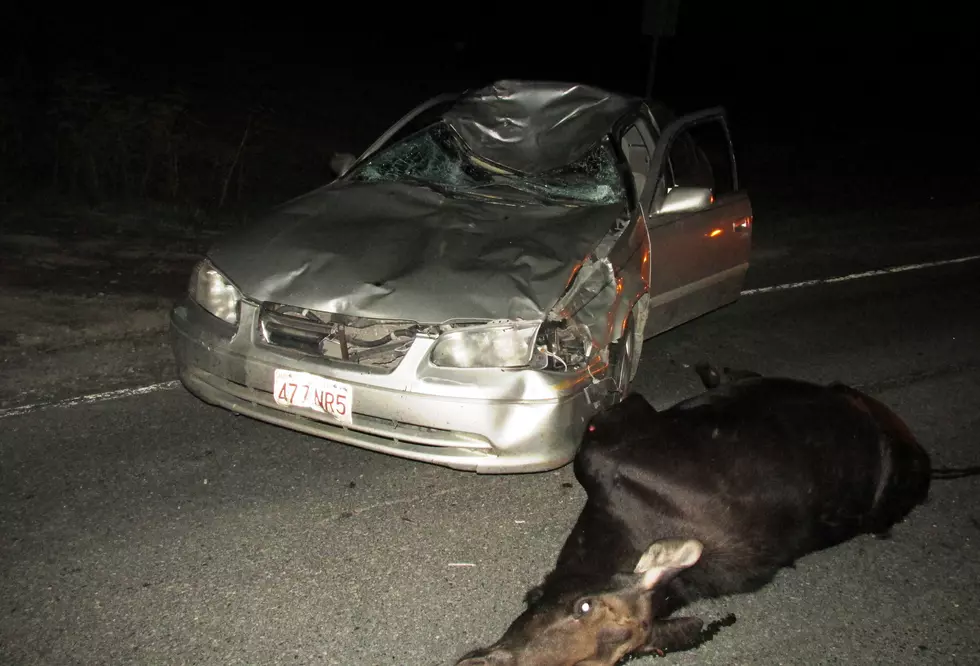 Young Woman Injured in Collision with Moose in Amity