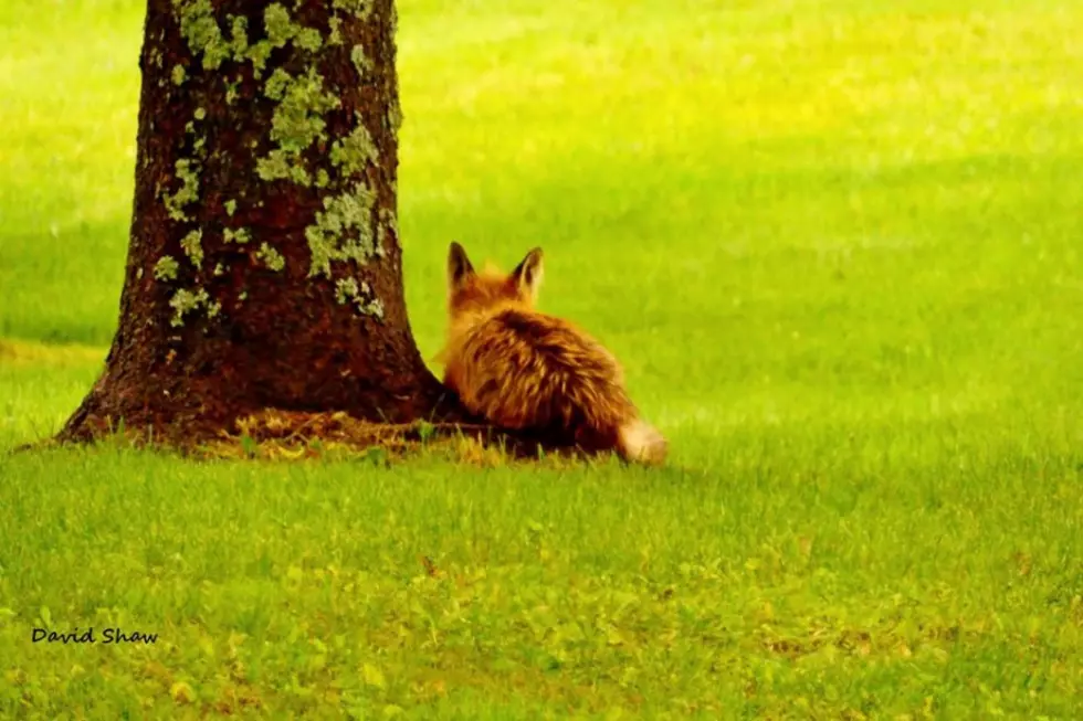 Just Looking Around: Little Fox In Easton