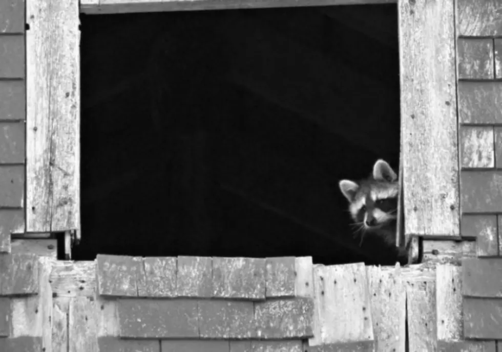 Just Looking Around: Raccoon Peeking Down, Oxbow, Maine