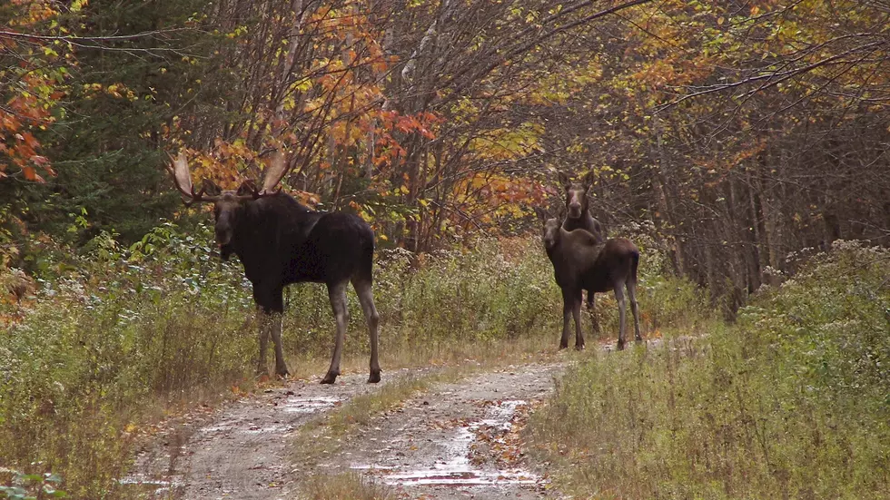 Maine Moose Hunters