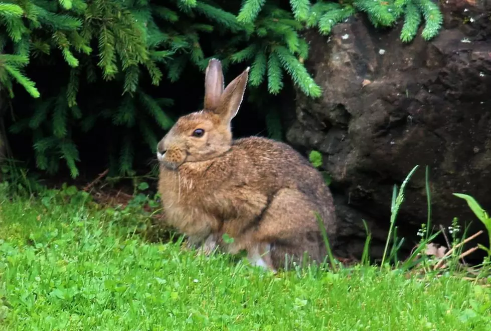 Just Looking Around: Hare with a Smile in Presque Isle