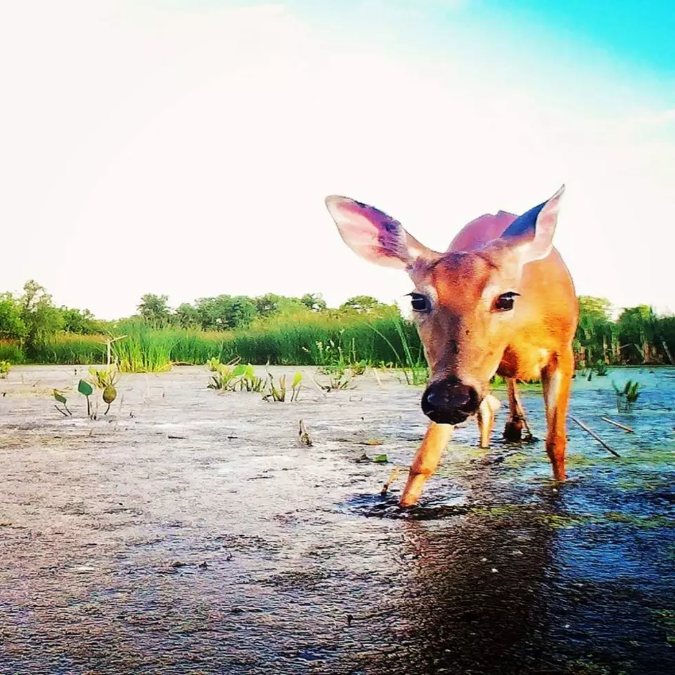 Just Looking Around: Marsh Deer Drinking