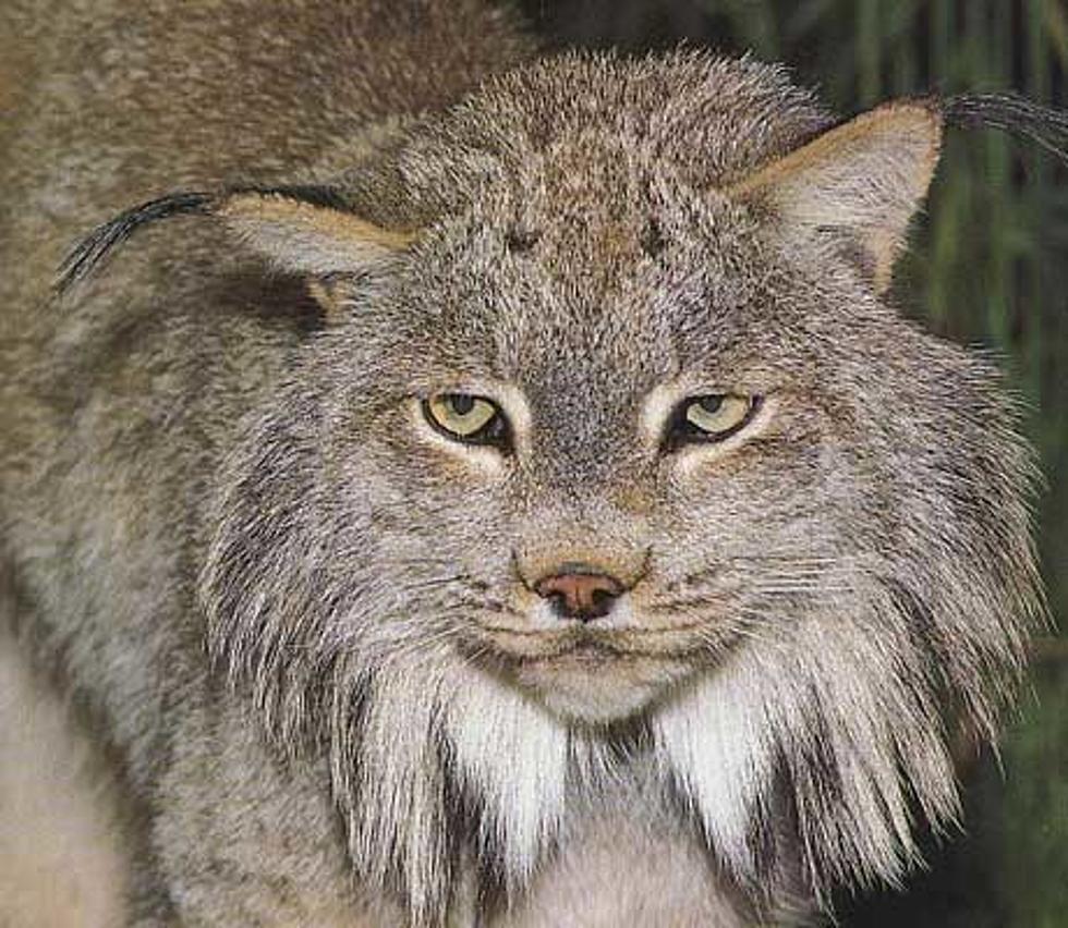 Caribou Metal Shop Develops Lynx Trap Prototype for More Humane Trapping