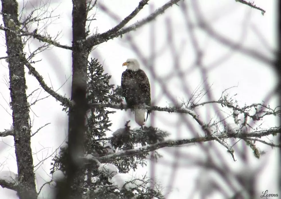 JUST LOOKING AROUND: Holiday Eagle, Northern Maine