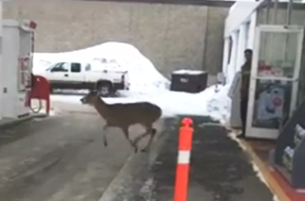 Three Deer Run Through Store