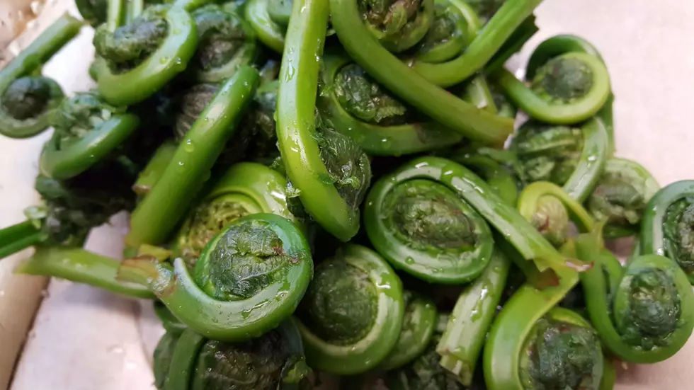 Maine Fiddlehead Season