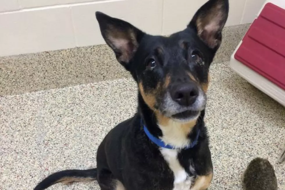 This Big-Eared Senior Pup Needs Your Love and a Place to Call Home in Maine