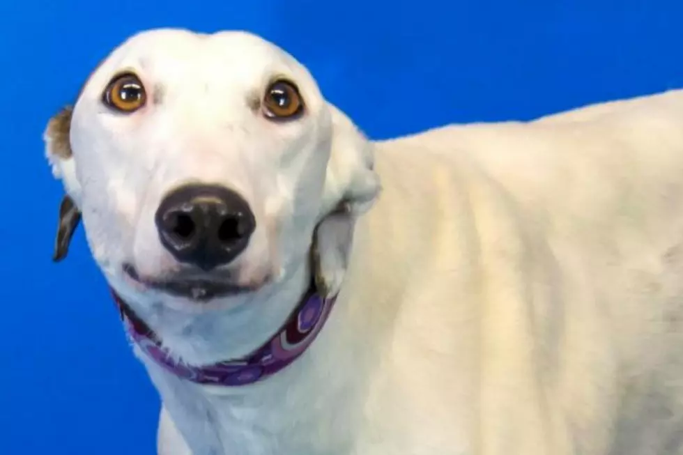 This Adoptable Maine Dog Looks Just Like a Character from &#8220;Despicable Me&#8221;