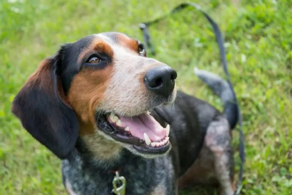 4 Hound Mix Dogs Available for Adoption in Maine Right Now