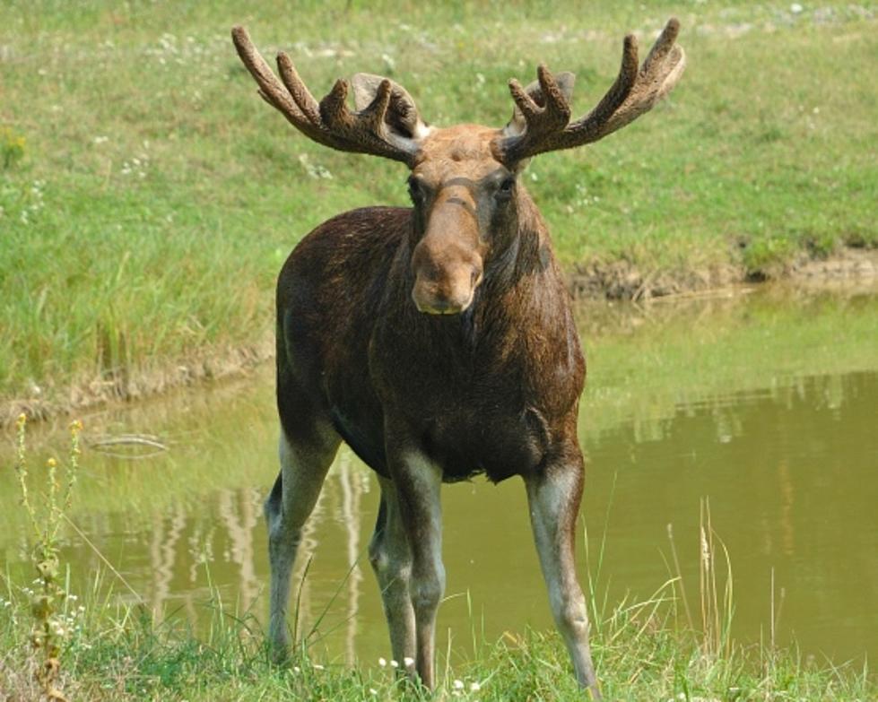 Moose Hunt Gets Started In Maine