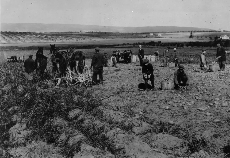 Harvesting Potatoes by Hand in New Brunswick in Olden Days [Vintage Photos]