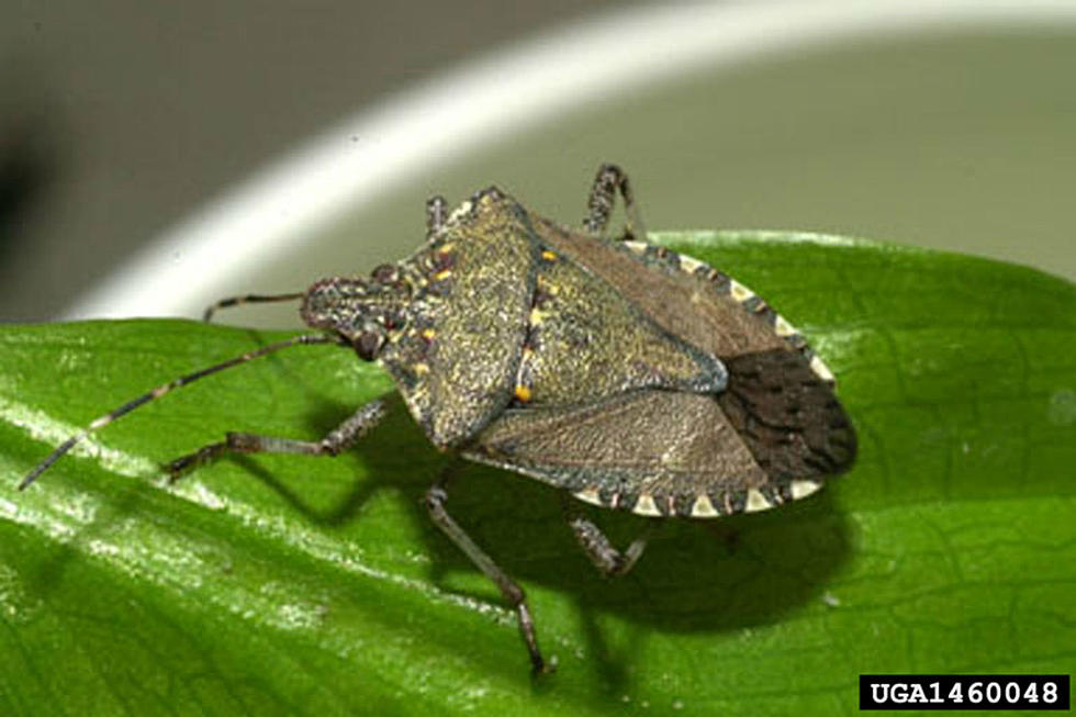Stink Bugs In The County