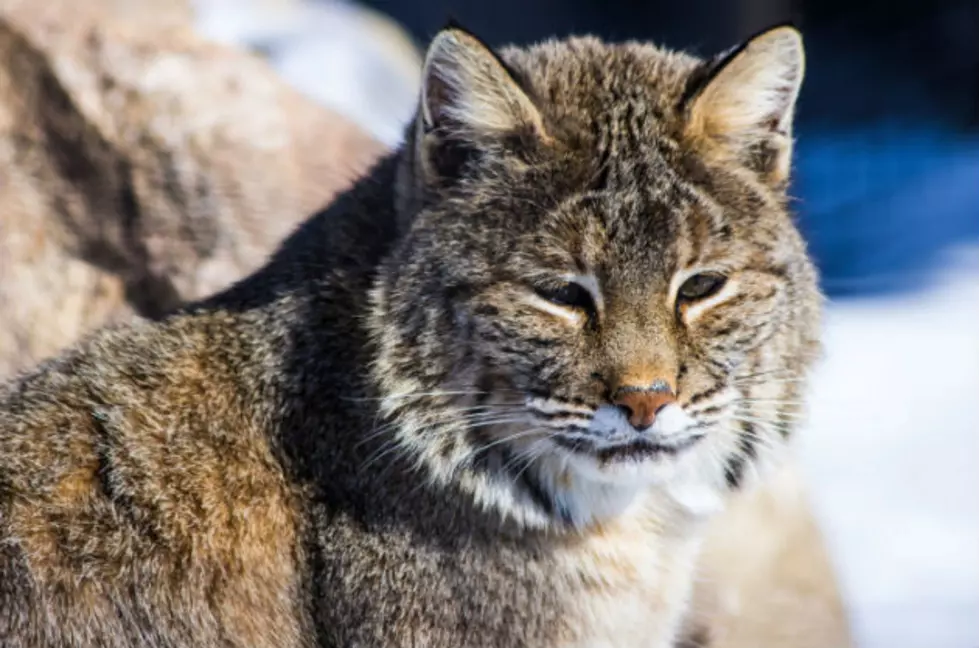 Bobcat Known As The Lombard Kitty Strolling Through Neighborhood In Presque Isle
