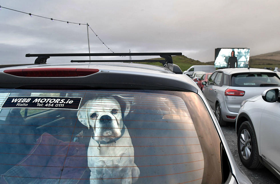 Did You Know? You Can&#8217;t Break A Car Window To Save A Dog &#8211; Legally &#8211; In Maine