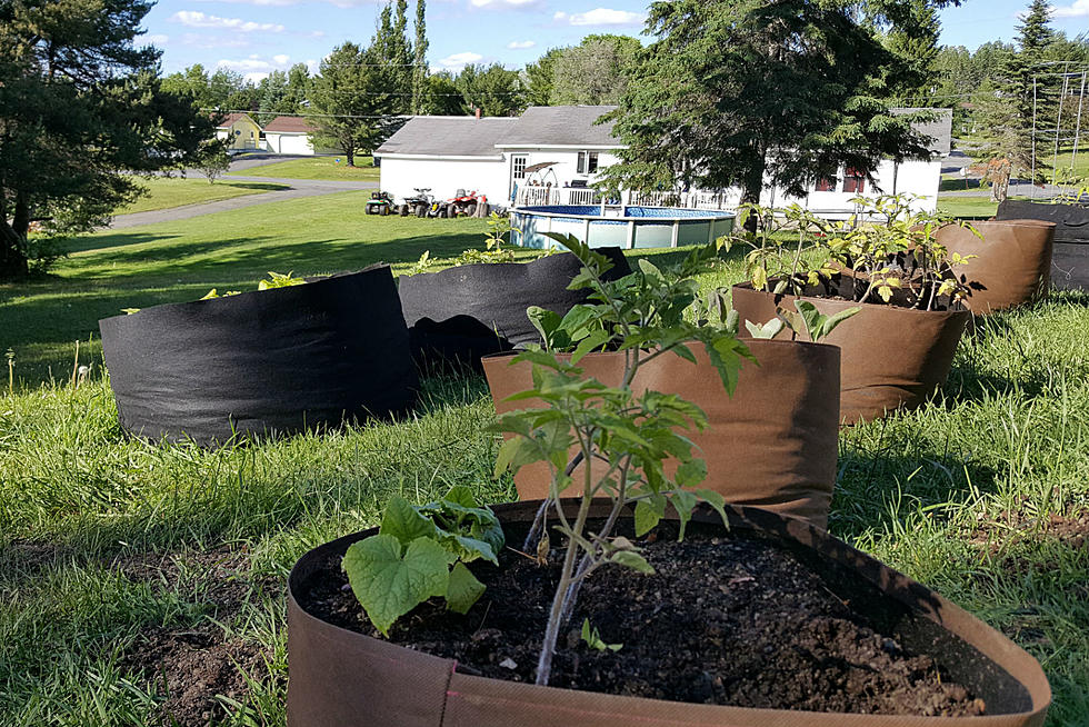 How To Use Grow Bags In Northern Maine And Western New Brunswick