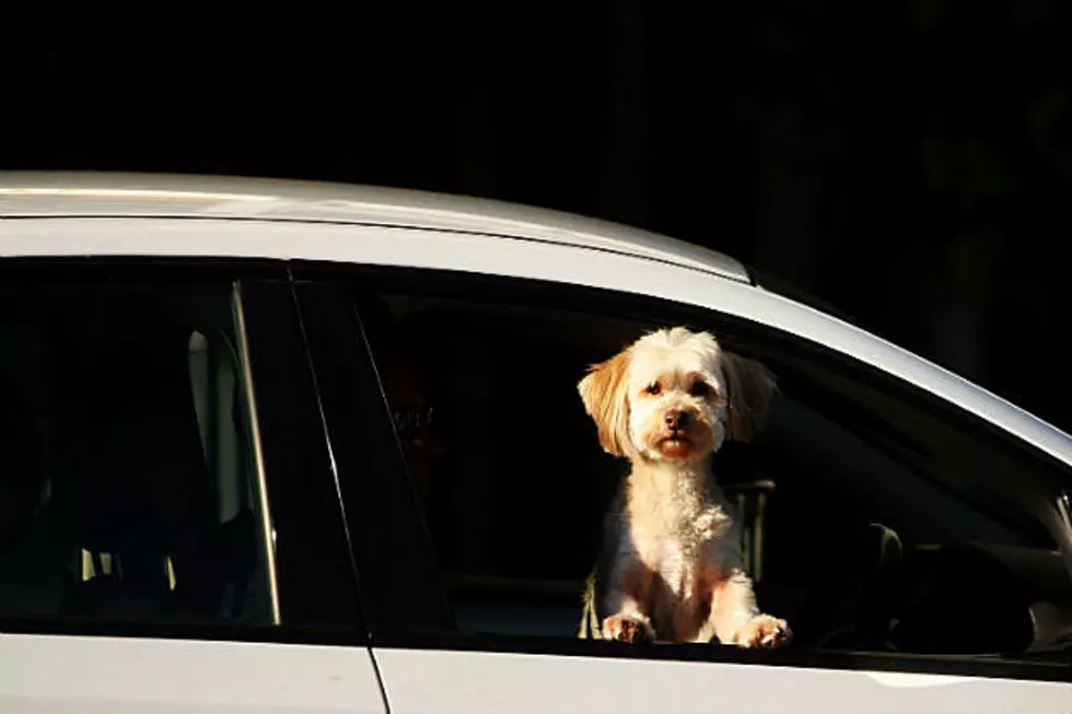 RCMP Respond To Calls For Animals Being Left In Hot Vehicles This Week