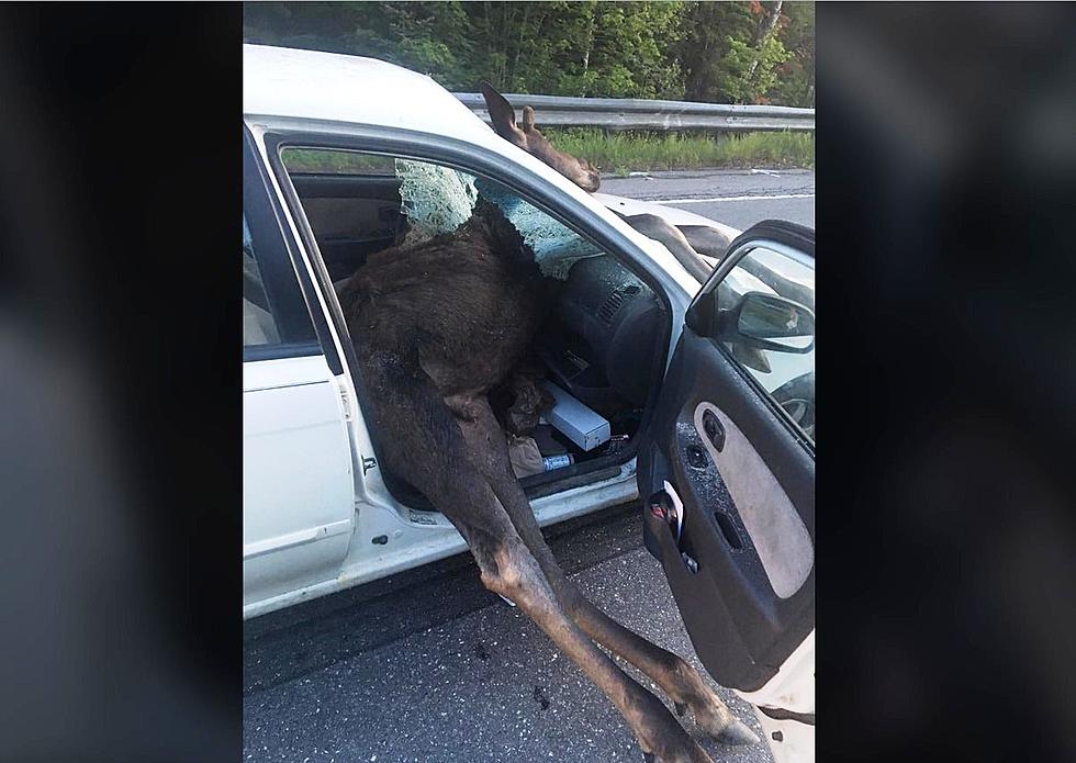 Driver Uninjured in Car-Moose Collision Near Ashland