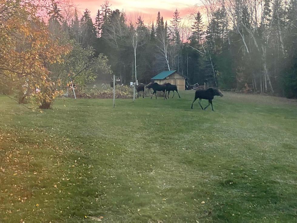 6 Moose Snacking At Dusk In Back Yard Near Presque Isle!