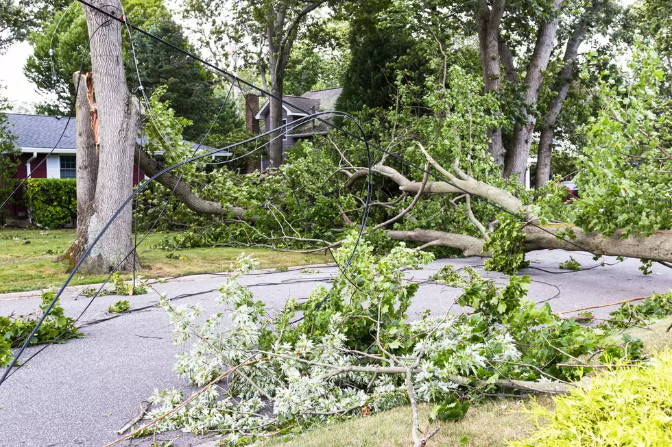 9-Year-Old Dies When Tree Falls on Car in Standish, Maine