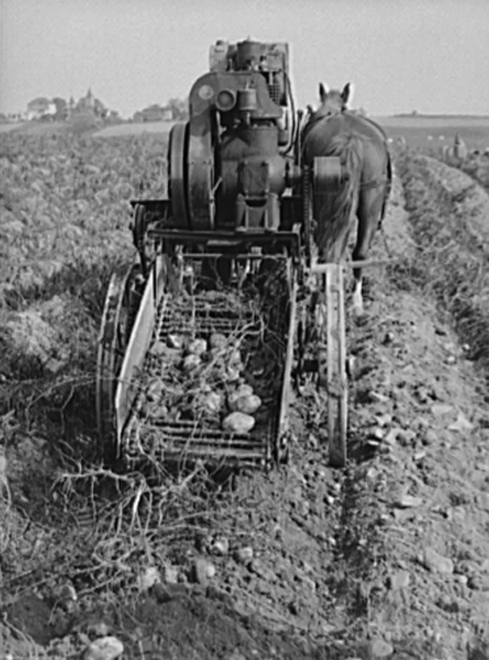 https://townsquare.media/site/529/files/2022/09/attachment-rear-view-of-a-single-row-potato-digger-used-on-a-small-farm-near-caribou-maine.jpg?w=980&q=75
