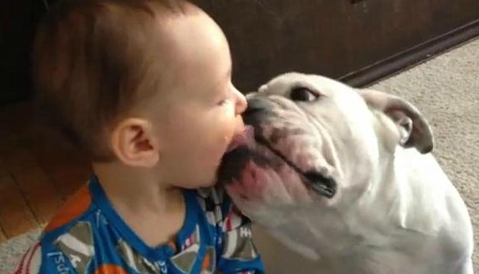Watch This: Baby Feeds Bulldog [VIDEO]