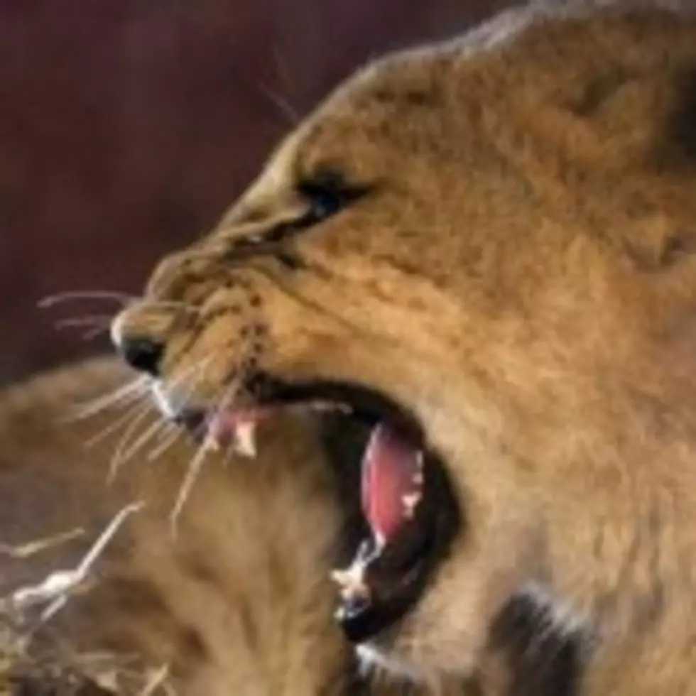 Lion Attacks Couple During Romantic Tryst
