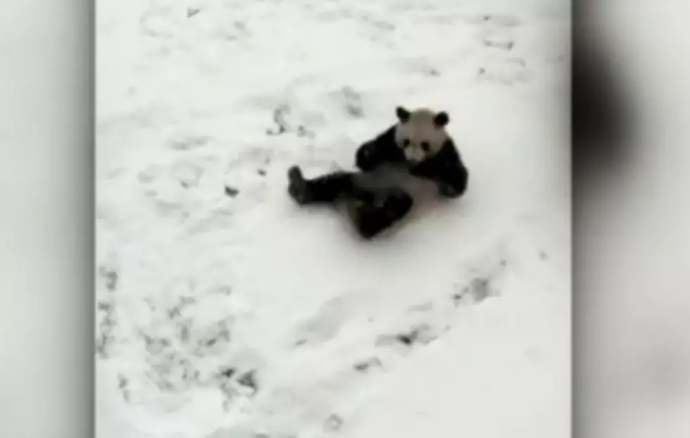 Zoo Panda Looks Like a Kid Playing in the Snow