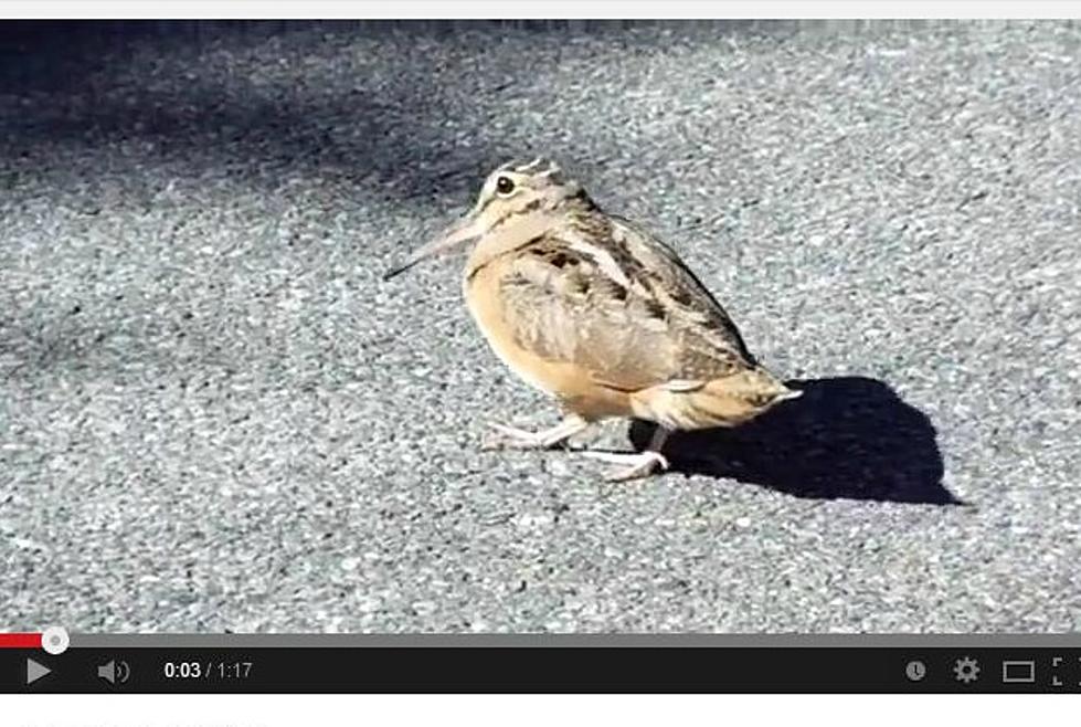 Stop Whatever You’re Doing and Watch This Bird Strut His Stuff to Daft Punk [VIDEO]