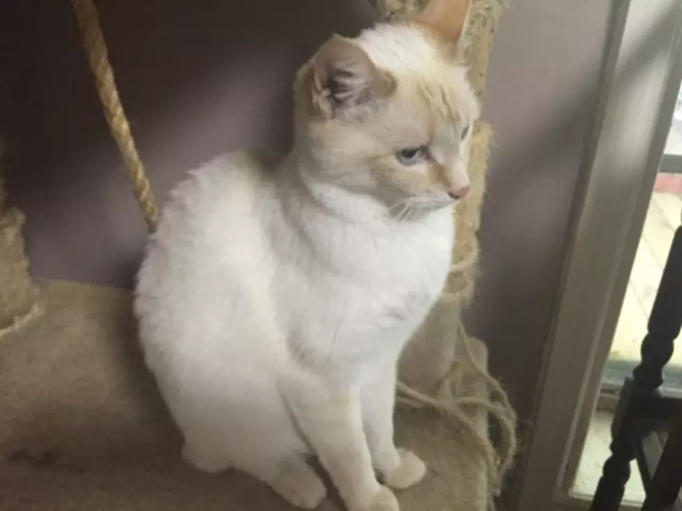 Blue Eyed Siamese Cat Is our B101.7 Pet of the Week