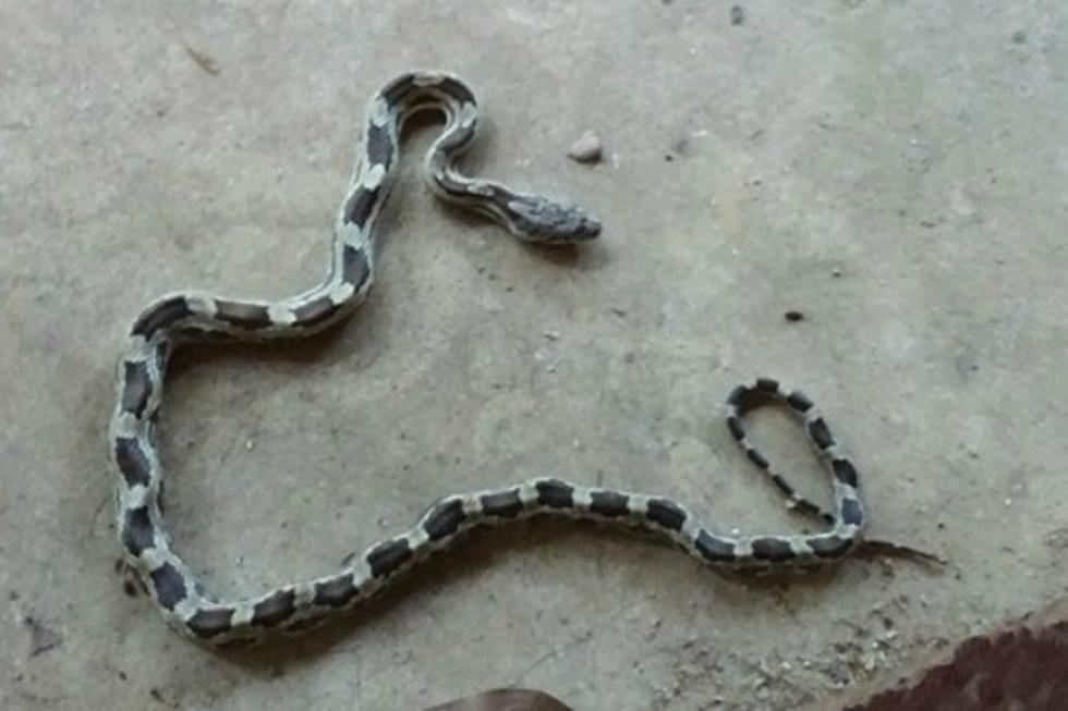 Do You Know What Kind of Snake This Is?