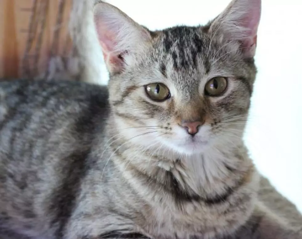Silly Little Mindy the Tabby Cat Is Our Pet of the Week