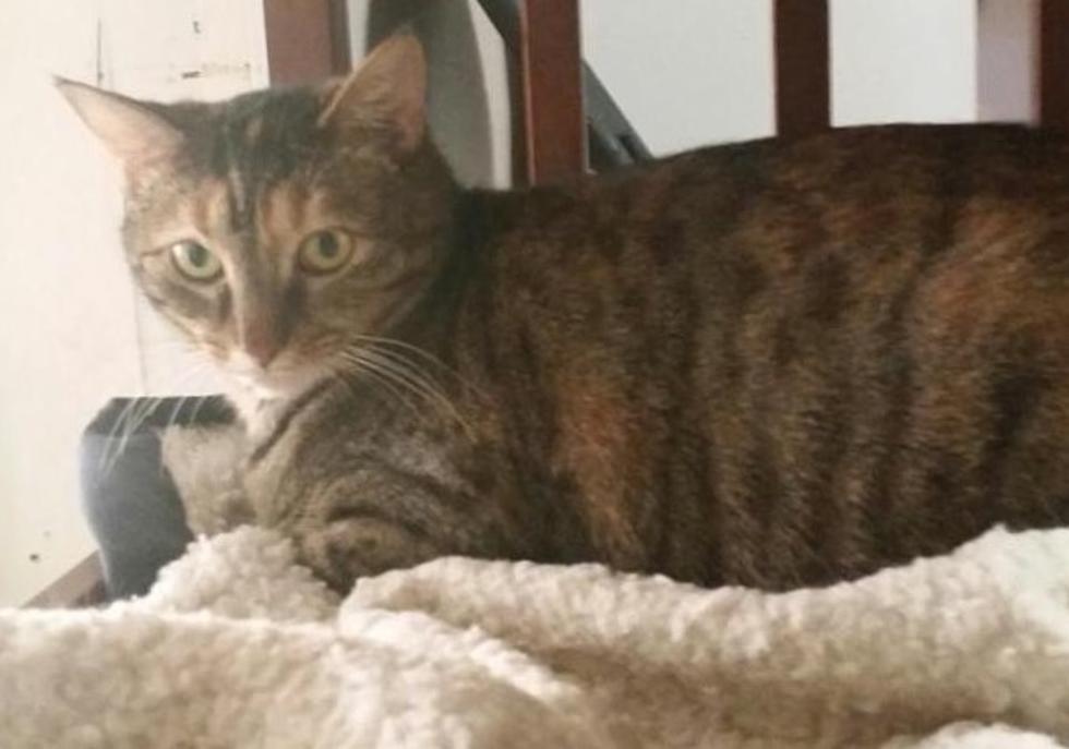 India the Tabby Cat Is a Real Charmer &#8211; Pet of the Week