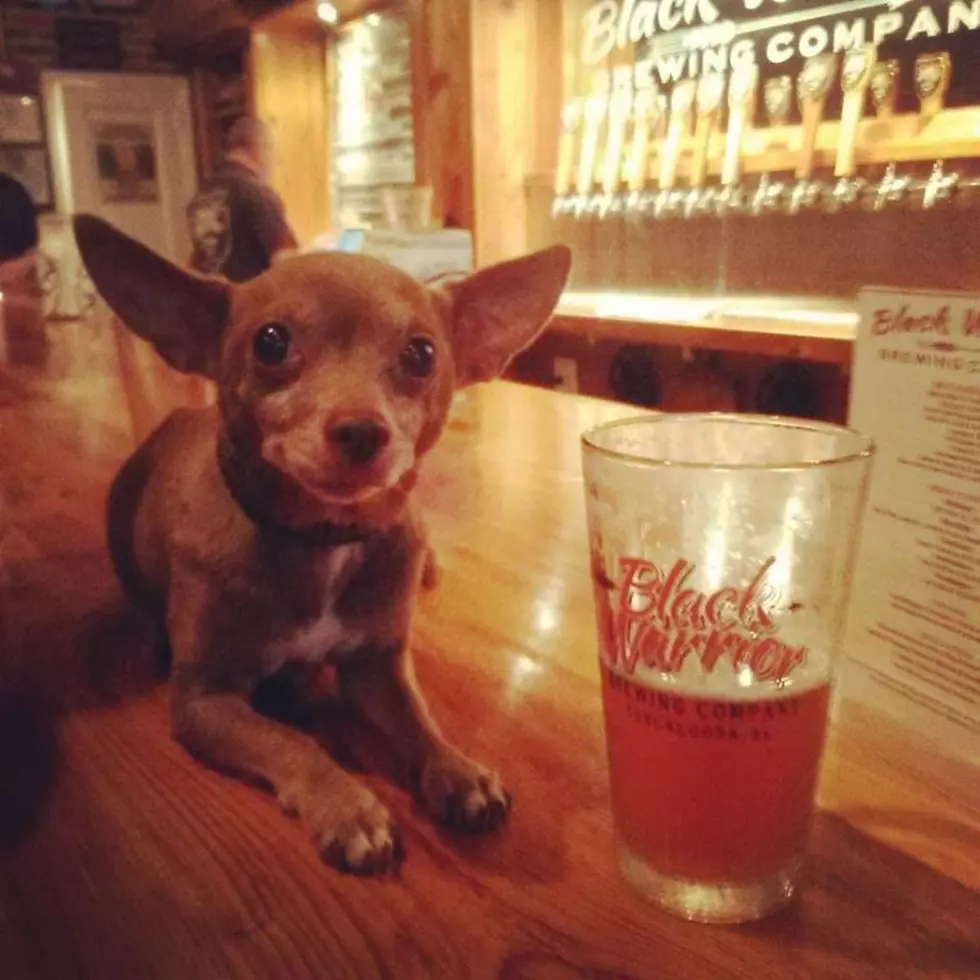 Paws on the Patio at Black Warrior Brewing on April 30th to Benefit Tuscaloosa Metro Animal Shelter