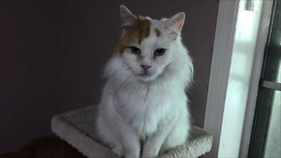 Senior Cat Left Behind After His Owner Passed – Pet of the Week [VIDEO]