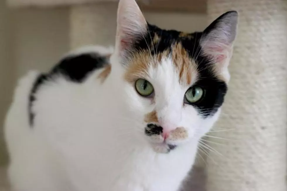 Bashful Pansy the Colorful Calico Cat is our B101.7 Pet of the Week
