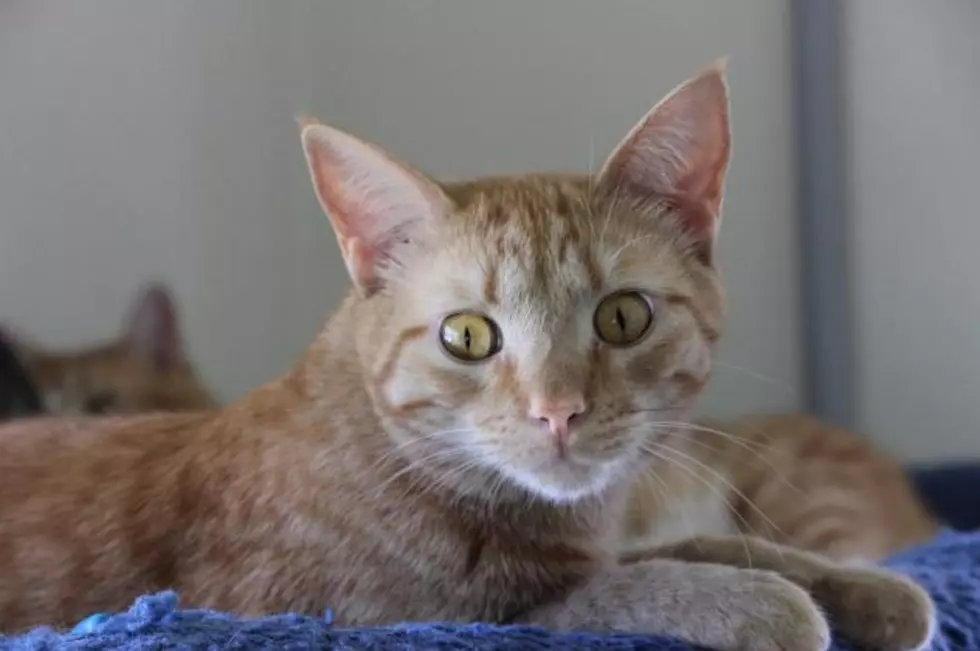 Pauly the Outgoing Orange Tabby Cat Is Our Pet of the Week