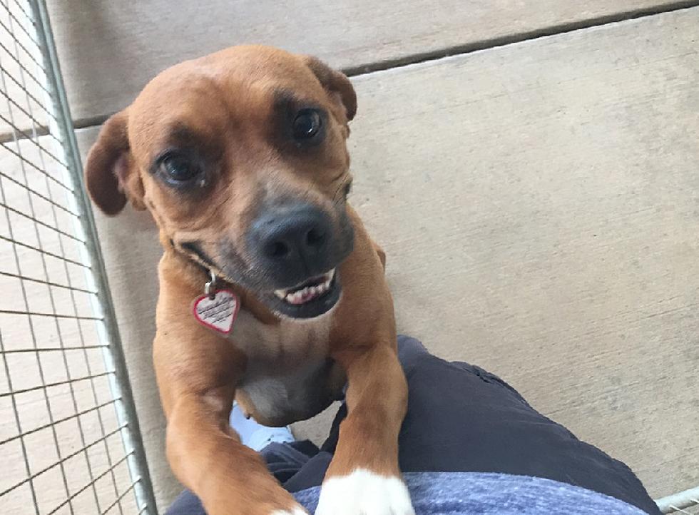 Smiling Janie the Affectionate Boxer Mix Dog Is Our Pet of the Week [VIDEO]