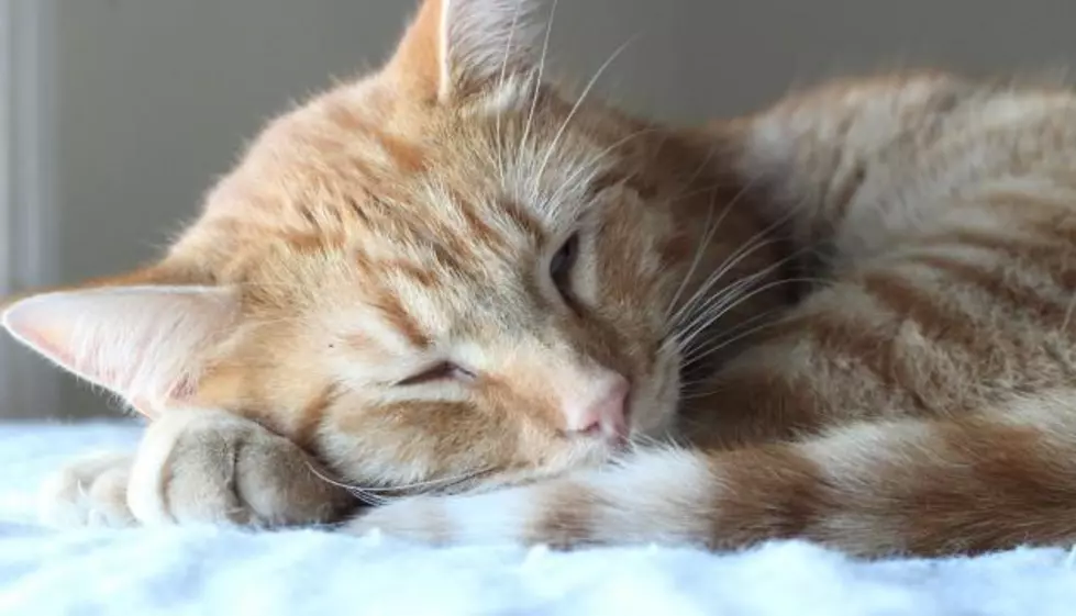 Sweetie Petey the Kitty Is Our Pet of the Week