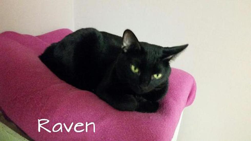 Young Raven the Black Cat Is Our Humane Society of West Alabama Pet of the Week