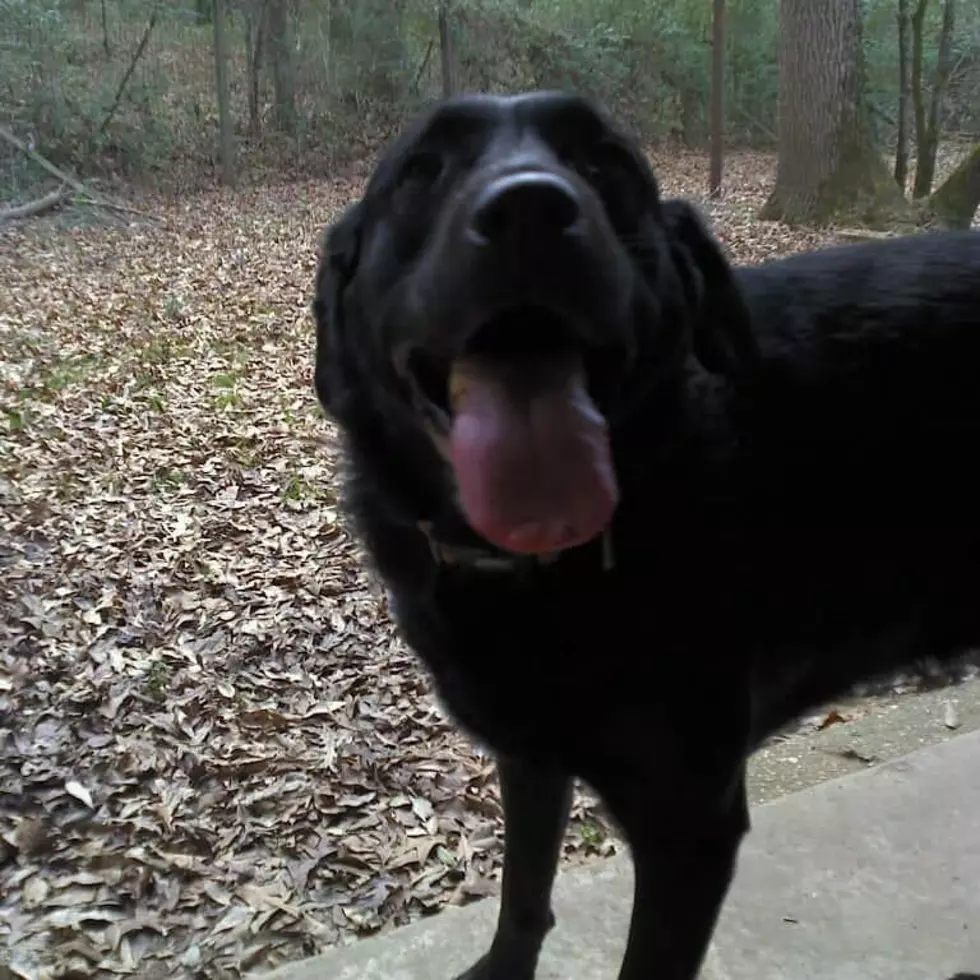 Remembering My Sweet Girl Minnie [VIDEO, PHOTOS]