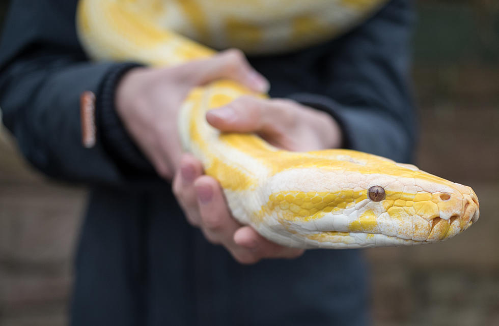 Tuscaloosa Police Recover Second Python, ID &#8216;Person of Interest,&#8217; Search Continues for First