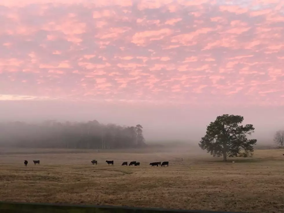 You Can Pick Your Own Blueberries This Summer at a Gorgeous Farm That&#8217;s Only 25 Miles Outside of Tuscaloosa