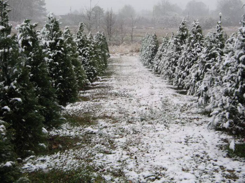 Did You Know There Are Christmas Tree Farms in Tuscaloosa?