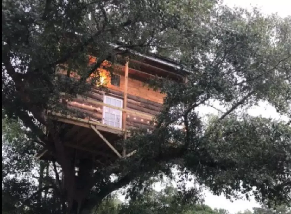You Can Sleep in a Literal Tree House on this Alabama Alpaca Farm