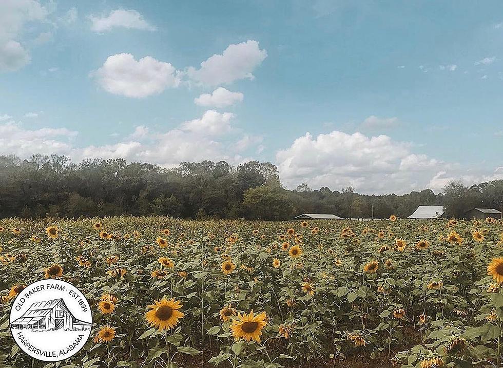 This Enchanting Sunflower Farm is Just 75 Miles from Tuscaloosa 
